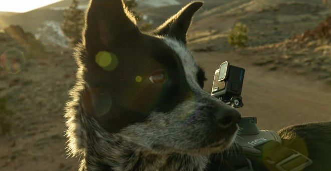 Arnés Para Tu Mascota Fetch