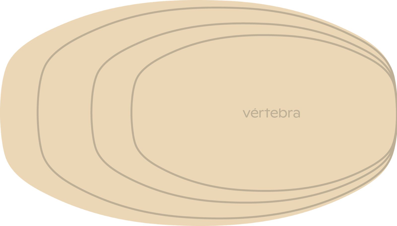Tabla de Equilibrio VértebraMX®