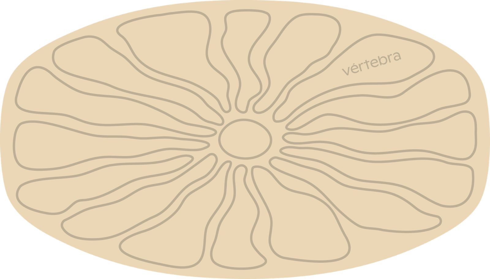 Tabla de Equilibrio VértebraMX®